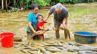 Harvesting giant fish in the pond with grandfather and son to sell at market  Tins Daily Life [upl. by Ahseyk756]