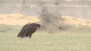 Cinereous Vulture  Majestic Walk [upl. by Dihaz777]