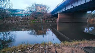 Early Morning Bait Fishing In The Ovens River [upl. by Feirahs]