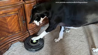 Funny Great Dane Loves To Turn Roomba Robot Vacuum On amp Off amp On amp Off [upl. by Monty251]