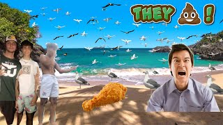 Feeding Seagulls Laxatives PRANK [upl. by Rehprotsirhc]