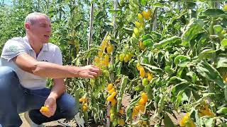 Pomodoro datterino innestato Lemmon dolcissimo e produttivo [upl. by Lyrad436]