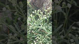 Parthenium hysterophorus flower Indian Telangana garlapadu Village nature life [upl. by Inesita]