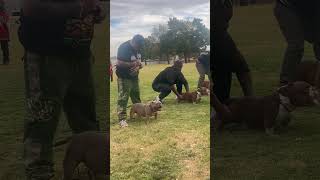 Best Micro Bully fyp shorts dog EazyAveBullies [upl. by Oratnek]