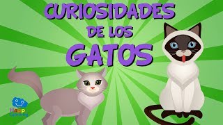 Curiosidades de los Gatos  Videos Educativos para Niños [upl. by Michale]