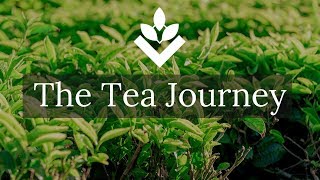 The Journey  Assam Tea  From Garden to Morning Cup [upl. by Demetri]