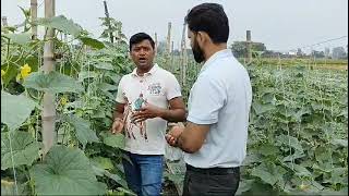 What are the effective methods for managing and treating downy mildew disease in cucumber crops [upl. by Doone458]