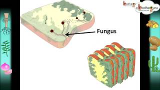 Science  Nutrition in plants – Hindi [upl. by Cammy]