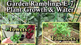 Tomatoes Doubled Pruning Tips Interplanting Peppers Watering Garden Ramblings Tips amp Tour E7 [upl. by Olram]