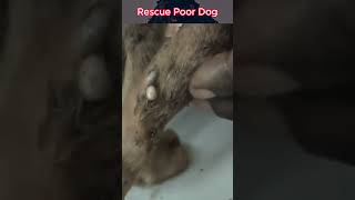 These worms are ruined my dogs [upl. by Othelia]