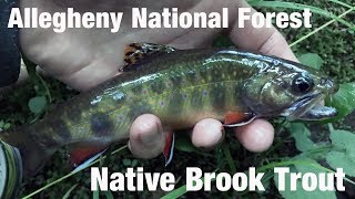 Allegheny National Forest Native Brook Trout  Wooly Bugged [upl. by Sidalg528]