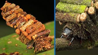 Bagworm Moth  Animal of the Week [upl. by Karame]