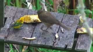 Costa Rican Bird Feeder [upl. by Relyk]