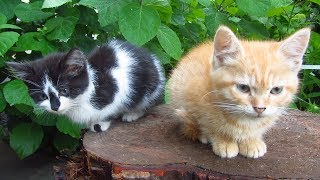 New four kittens with tortoiseshell cat [upl. by Papagena]