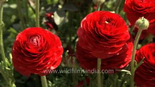 Gorgeous red Ranunculus flower [upl. by Robbert]