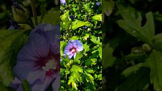 Hibiscus Plant Flowers  Nice addition to tropical garden garden hibiscus planting [upl. by Griswold]