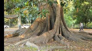 BANYAN Tree The Gigantic Moreton Bay Figs South Australia [upl. by Yerrot]