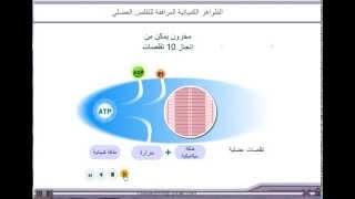 الجهاز العضلي  الظواهر المرافقة للتقلص العضلي [upl. by Pathe]