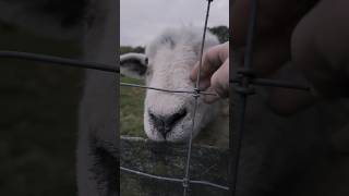 Sheepies Love Scratches cute shorts farmlife [upl. by Malina746]