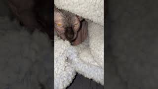 🙄this boy giving himself hickies againsphynx shortsyoutube shorts sphynxcats sphynxfamily [upl. by Isayg261]