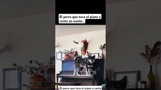 El perro que toca el piano y canta [upl. by Pirnot]