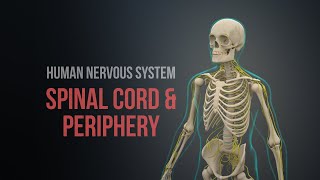 Human Nervous System Part 1  Spinal Cord and Periphery Animation [upl. by Peacock]