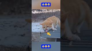 OMG Poor cat and animals 😅shortstiktokviral [upl. by Tessa]