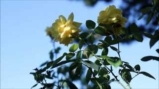 The Rose of Allendale  Irish folk song on violin and accordion [upl. by Nylarat452]