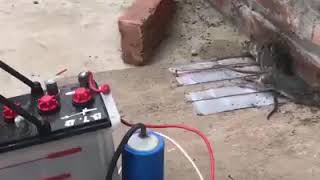 How to kill rats with 12 volts battery [upl. by Robert]