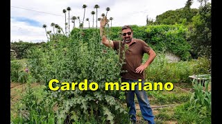 Cardo mariano Silybum marianum [upl. by Rubenstein737]