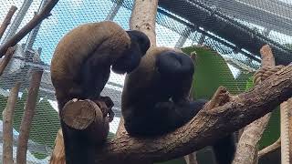 A pair of Guianan bearded saki [upl. by Marchelle]