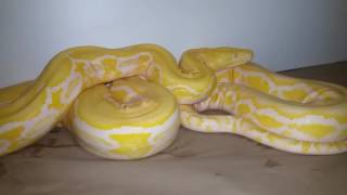 Burmese and Reticulated Python Collection [upl. by Anires]