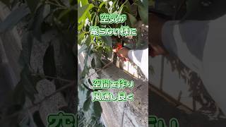 （夏限定）カシの生垣を美しく保つ☀️簡単な剪定ガイド庭師のVlog 一級造園技能士 [upl. by Hanyaz]