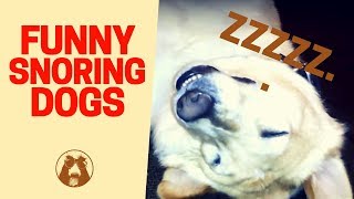 Snoring 🐶💤 Dogs  Dogs Snoring Loud Like Humans [upl. by Tressia]