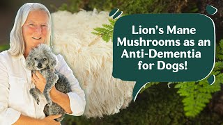 Unlocking the Power of Lions Mane Mushrooms Can They Really Fight Dog Dementia [upl. by Yleik662]