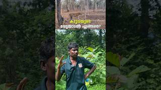 കടുവയുടെ വേട്ടയാടൽ എങ്ങനെ  Parambikkulam Tiger Reserve  Forest Trekking shorts [upl. by Gwyn]