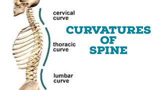 Curvatures of vertebral column [upl. by Carolina682]