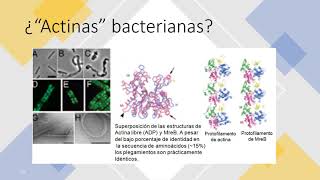 Citoplasma Citosol Citoesqueleto 1ra Parte [upl. by Myna712]