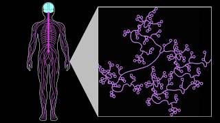 NCCIH Researchers Describe Specialized Neurons That Play a Unique Role in Mechanical Pain [upl. by Banna]