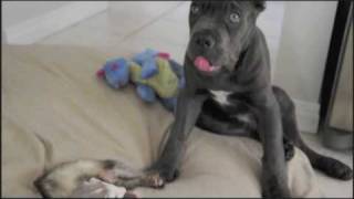 Cane Corso puppy Italian Mastiff and a Ferret [upl. by Anivad]