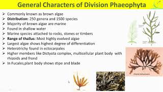 Phaeophyta Algae General CharactersRange of thallusReproductionLife Cycle of brown Algae [upl. by Inness]