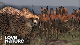 Cheetah Mom Chases Down Impala to Feed Hungry Cubs  Love Nature [upl. by Rekyr90]