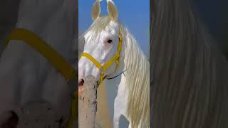 Akhal teke horse  a rare species of horse horses factshorts comedyvideos knowledge [upl. by Jerrilyn]