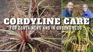 🌴 Cordyline Care  Cordyline Plant  SGD 351 🌴 [upl. by Ennayd953]