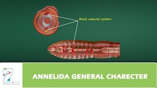 ANNELIDA GENERAL CHARECTER [upl. by Slerahc83]