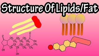 Lipids  Structure Of Lipids  Structure Of Fats  Triglycerides Phospholipids Prostaglandins [upl. by Charlena]