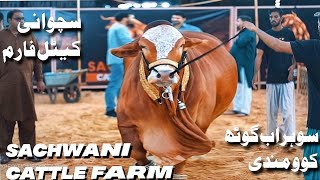 SACHWANI Cattle Farm Expensive And Biggest Bull Collection Karachi 2022  Expedition Pakistan [upl. by Shaikh]