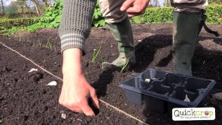 How To Grow Garlic  A Step By Step Guide [upl. by Brose463]