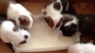 English Bulldog Puppies Drinking Puppy Milk For The 1st time [upl. by Ynnob]