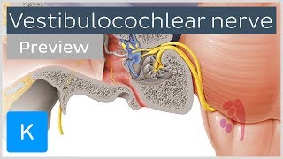 Vestibulocochlear nerve anatomy and function preview  Human Neuroanatomy  Kenhub [upl. by Drus88]